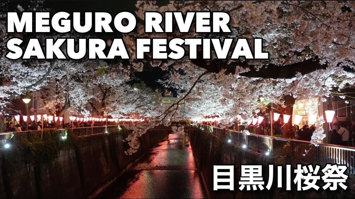 Spring Walk along Meguro River Night Sakura Festival – 4K HDR Spring Walk along Meguro River Night Sakura Festival - 4K HDR