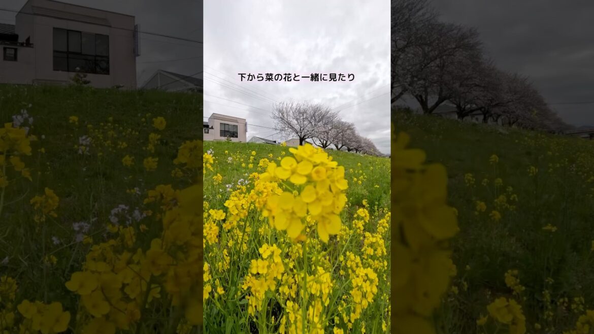 【桜見頃です】2025.3.31「佐奈川堤」の約4キロ続く桜がとっても綺麗【こつくわの観光スポット紹介】『愛知県豊川市』2025.3.31撮影 #shorts #桜情報2025