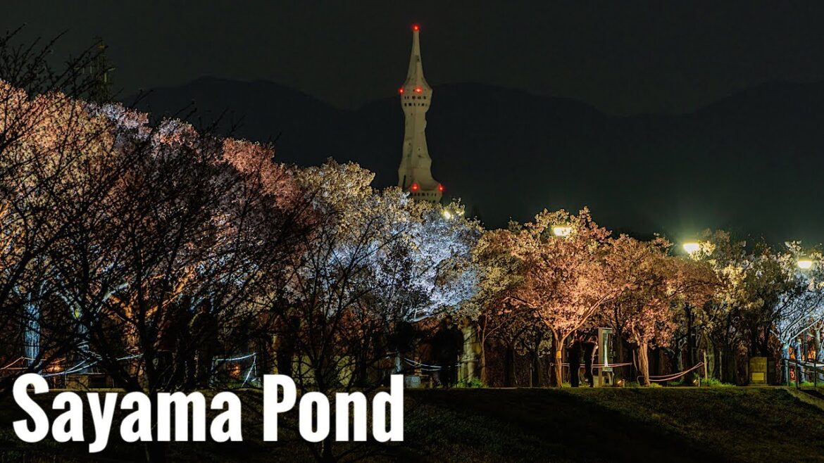 狭山池の桜が満開 2025 Osaka Night Walk - Cherry blossoms at Sayama Pond 4K HDR Japan