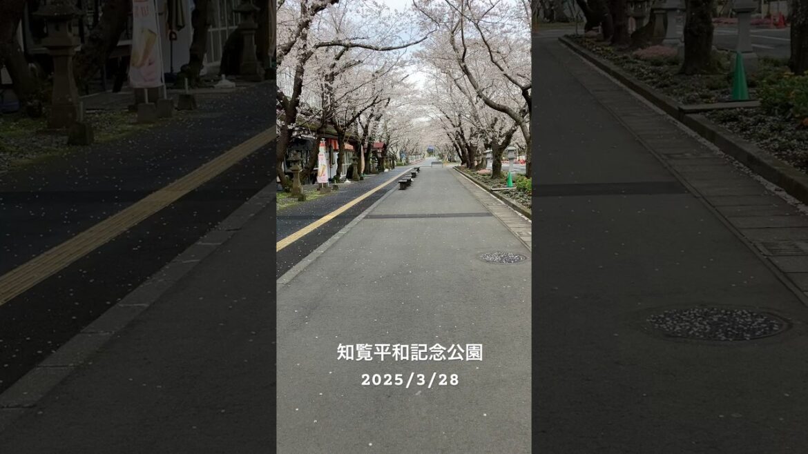 鹿児島県南九州市知覧　知覧平和記念公園#鹿児島#知覧#桜