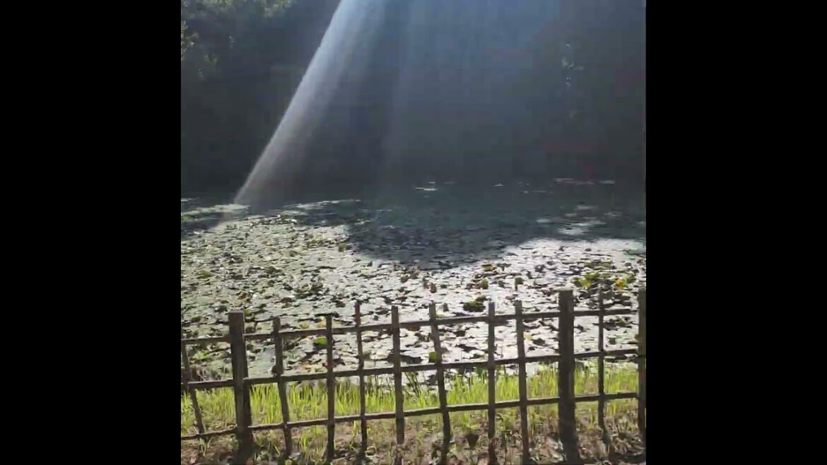 Sakura Castle Ruins pond, Chiba 2024 #japan #chiba #castle #sakura