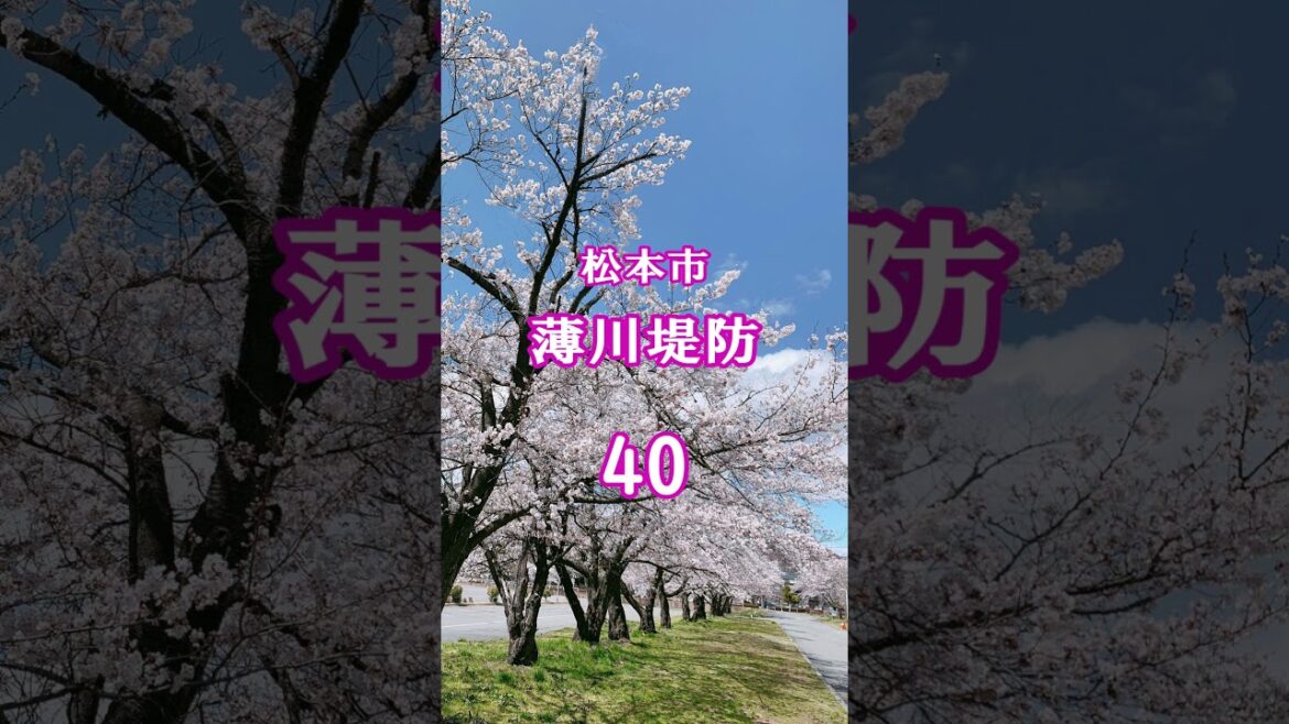 【長野県の桜の名所】北から順に76選 【長野県の桜の名所】北から順に76選