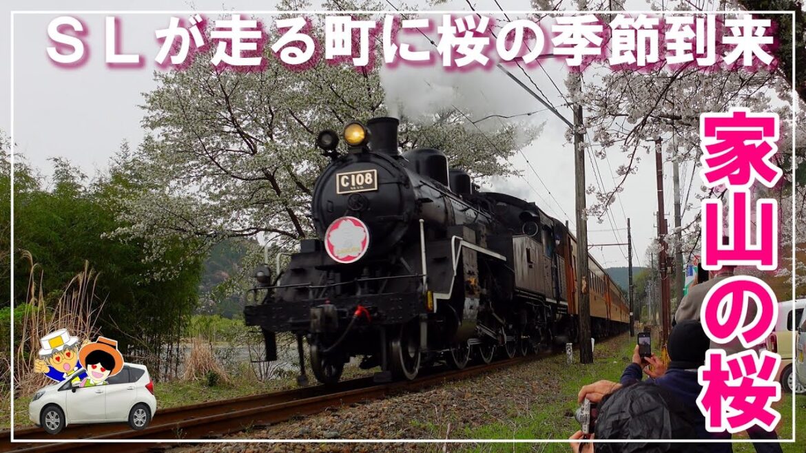 【家山の桜】家山の桜トンネル/川根さくら通り/牛代の水目桜/野守の池/天王山公園/道の駅 川根温泉/金谷相良道路