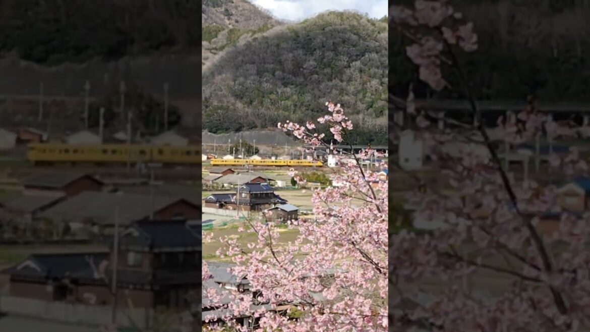 兵庫県上郡町ピュアランド山野里🌸と末期色電車🚋　#末期色 #桜 #上郡町