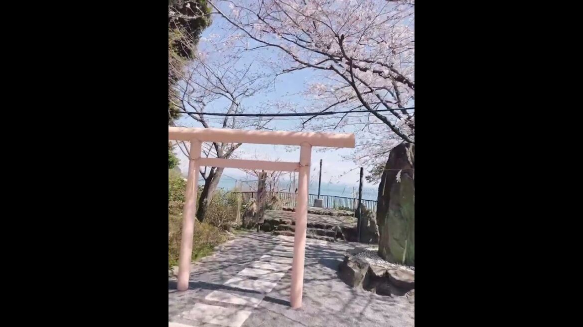 満開の桜🌸鳥居⛩️の先から海を見下ろす絶景　皇産霊神社　福岡県