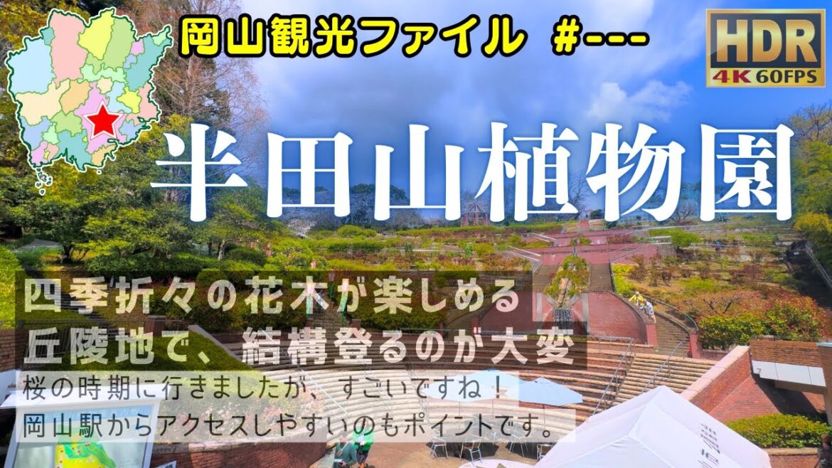 半田山植物園 桜満開 #岡山観光ファイル