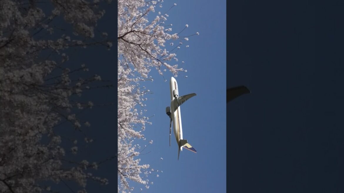 🌸 🇯🇵 🇸🇬 Singapore Airlines and cherry blossoms in full bloom at Narita Airport #shorts #spring