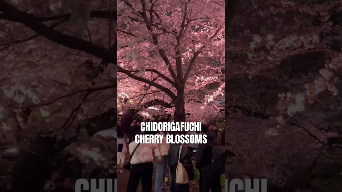 Tokyo Illuminated Cherry Blossoms at Chidorigafuchi Park #tokyo #travel #sakura