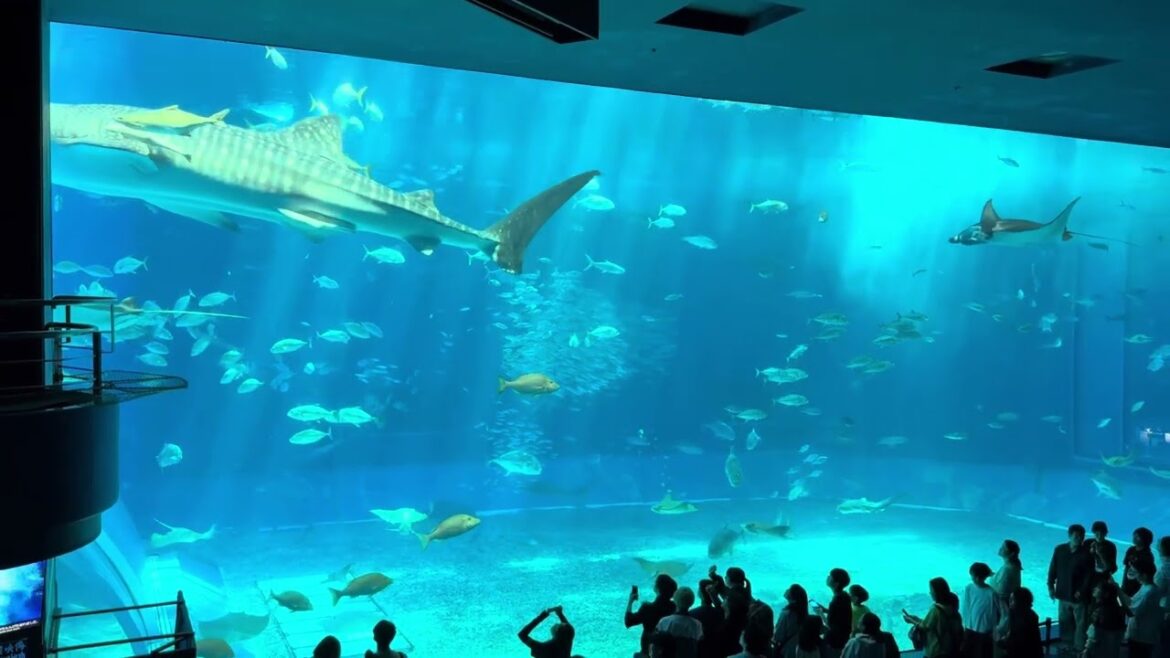 沖繩美麗海水族館～鯨鯊Whale Shark ジンベエザメ(第一次見這條鯨鯊，真的很巨大和很美麗。）#值得推薦 #okinawa #沖繩 #美麗海水族館 #鯨鯊