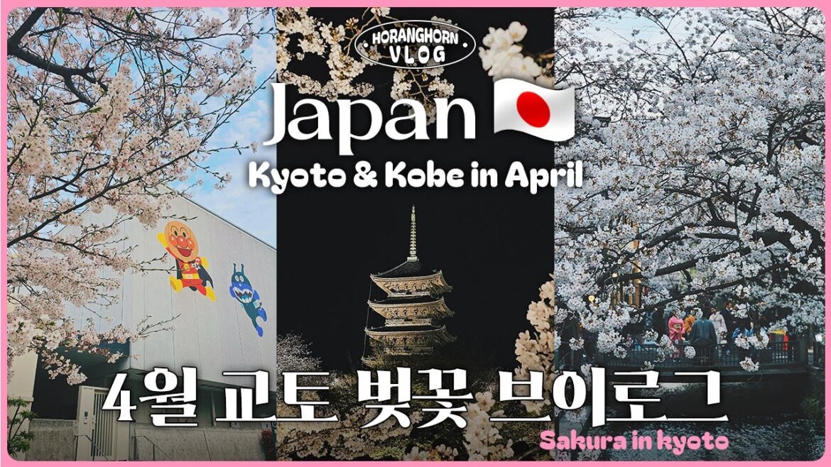브이로그 | 4월 교토 여행 🌸 2024년 일본 벚꽃 여행 브이로그 | Sakura | Japan | Kyoto | Kobe vlog 브이로그 | 4월 교토 여행 🌸 2024년 일본 벚꽃 여행 브이로그 | Sakura | Japan | Kyoto | Kobe vlog