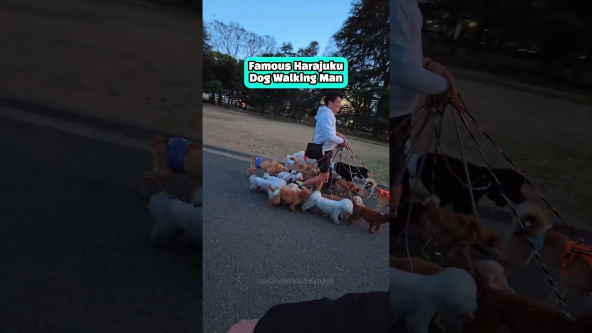 We didn’t even know he was famous! #tokyo #japan #harajuku #shibuya #travelvlog #shorts We didn't even know he was famous! #tokyo #japan #harajuku #shibuya #travelvlog #shorts