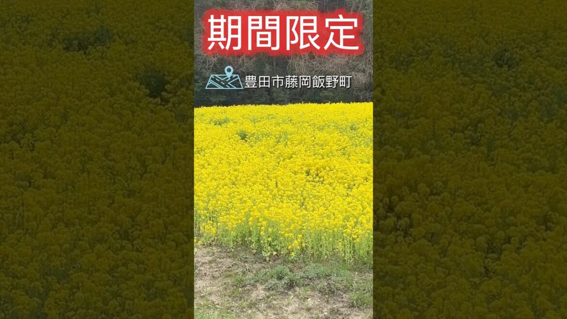 💛✨菜の花畑が満開！🌼🐝 | 豊田市藤岡飯野町　#菜の花 　#豊田市 #relaxing  #旅行 #flowers