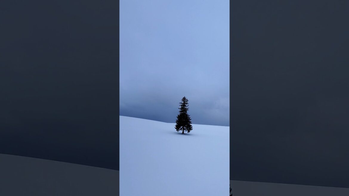 Road to Biei Christmas Tree 🎄 ❄️❤️  #shorts #youtubechannel #foryou #travel #nature #hokkaido #japan