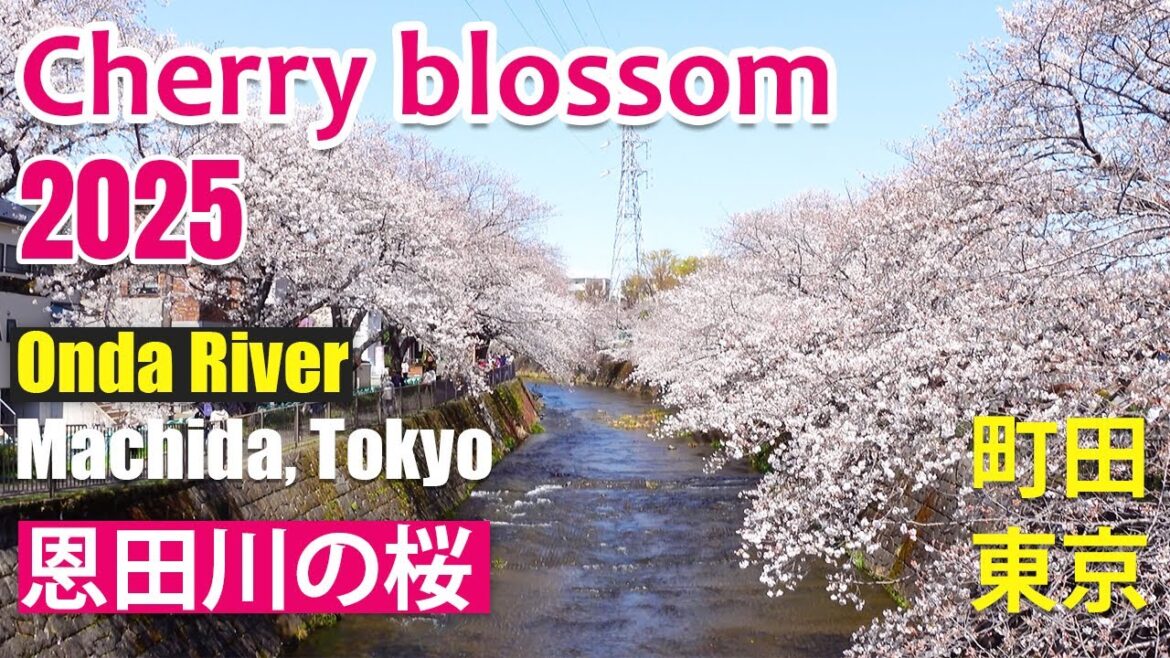 Cherry blossom Tokyo 2025 | 東京都町田市恩田川の桜2025 | Onda river, Machida, Tokyo Cherry blossom Tokyo 2025 | 東京都町田市恩田川の桜2025 | Onda river, Machida, Tokyo