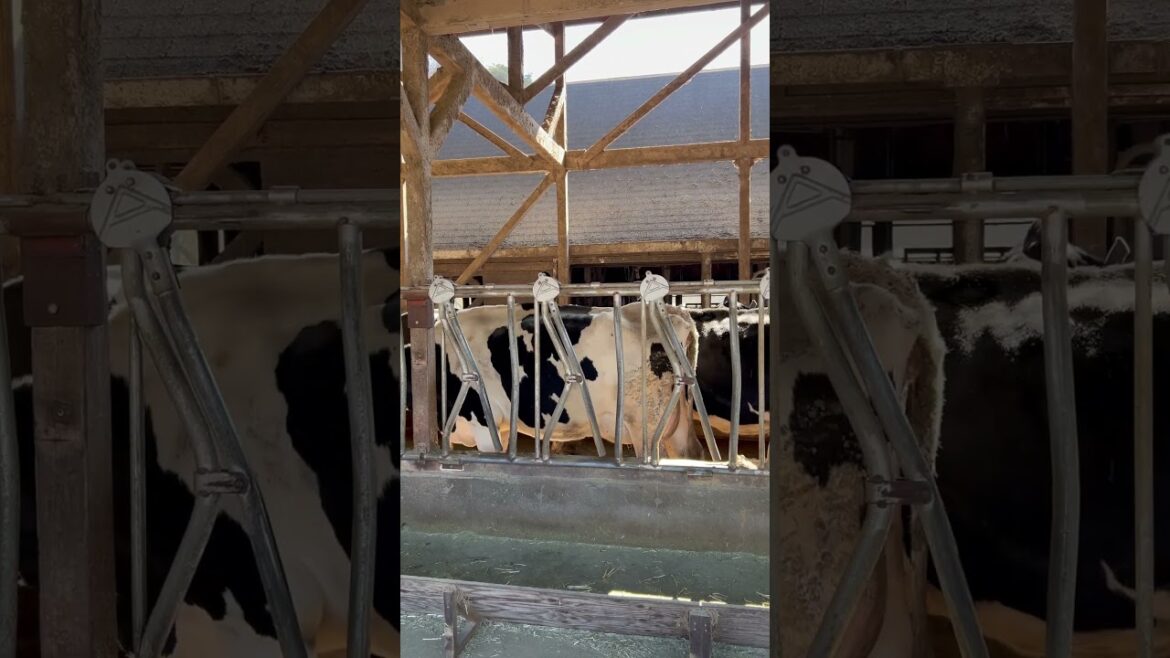 【KOBE】Must-See Tourist Attraction - Yuge Farm