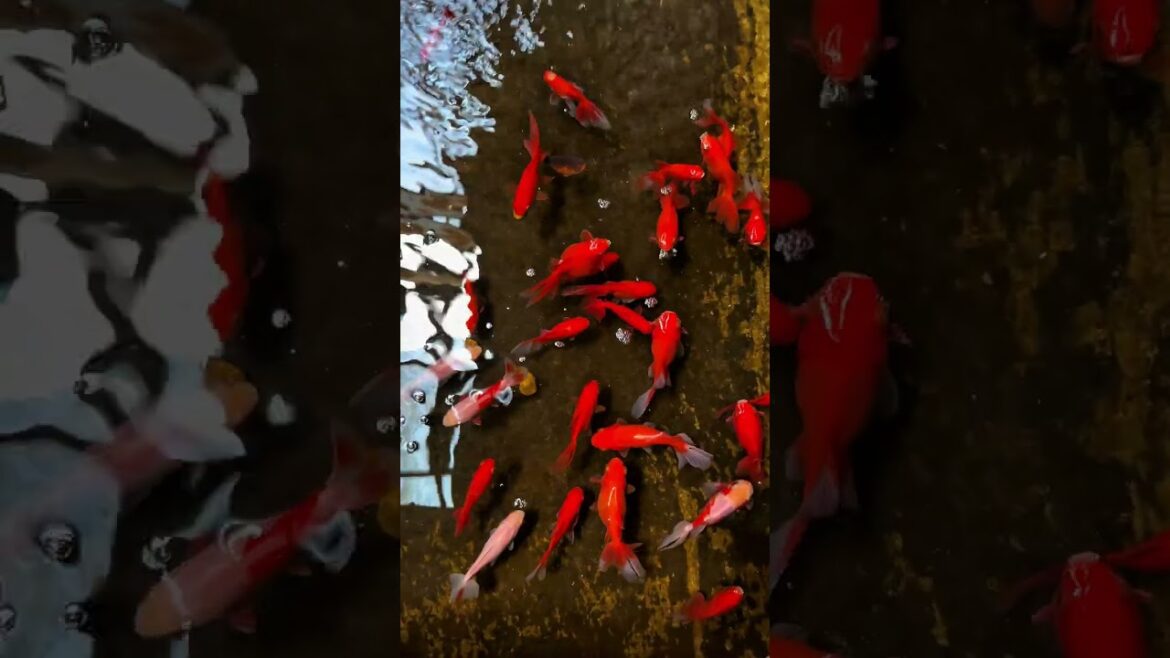 【鹿児島観光】明治時代から続く！歴史ある穴場の癒しスポット#shorts