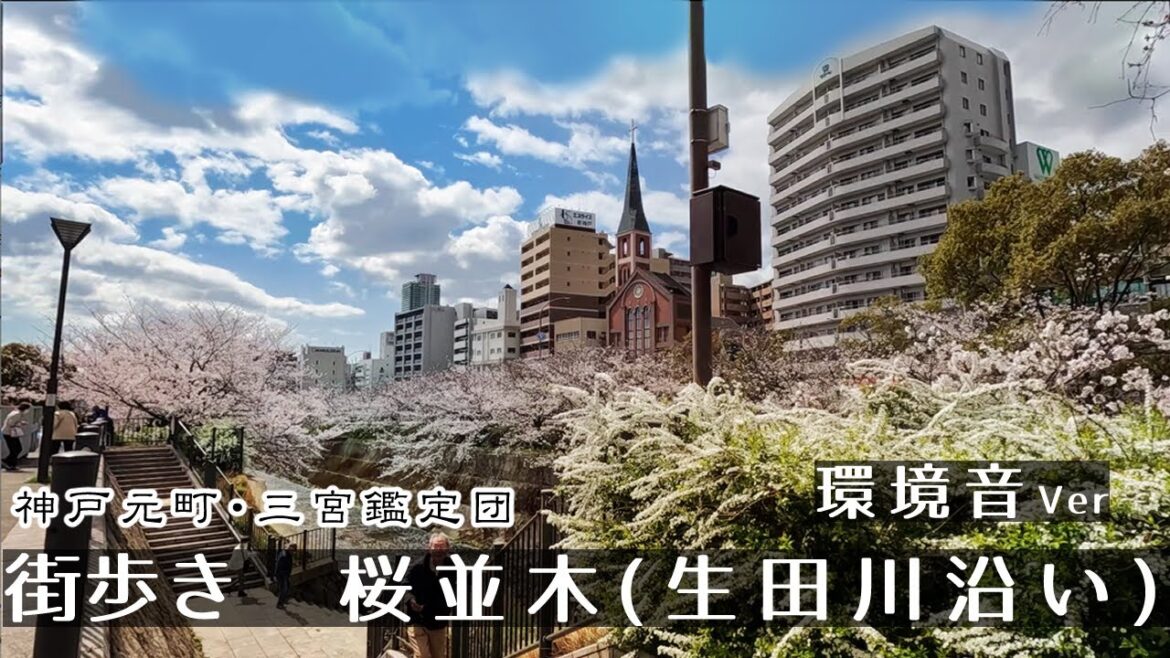 【環境音ver】桜並木(生田川)神戸三宮２K　GoProHero11　Walk in SakaemachiStreat.　Japan