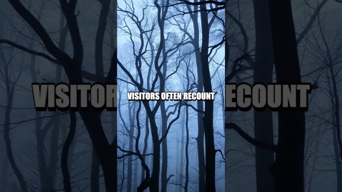 The Haunting Aura of Aokigahara Forest