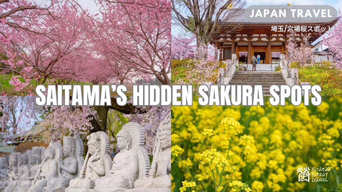 Saitama’s Hidden Sakura Treasures【埼玉・穴場桜スポット】 Saitama’s Hidden Sakura Treasures【埼玉・穴場桜スポット】