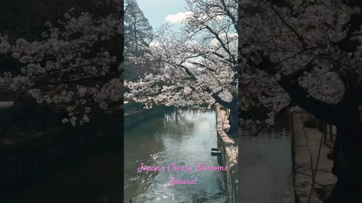 Sakura Secrets Unveiled: Japan’s Cherry Blossom Bloom 2025! Sakura Secrets Unveiled: Japan’s Cherry Blossom Bloom 2025!