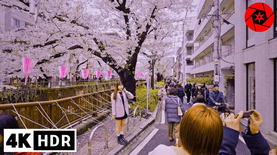 Checking out Tokyo's Most Popular Sakura spot before the crowds 4K HDR