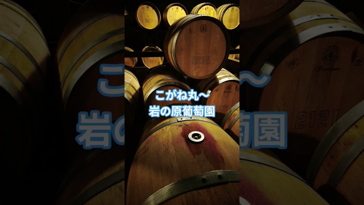 【上越めぐり】#新潟県 #上越#岩の原葡萄園#試飲#バスツアー #直江津 #ワイン樽#直江津港 #船旅#旅行 #石室#雪室#小木屋 #弁当
