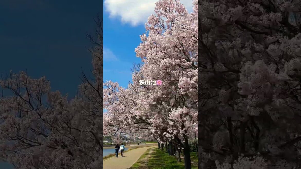 🌸桜 사쿠라🌸6 #日本 #桜 #さくら #花見 #旅行 #関西 #大阪 #狭山 #春 #일본 #여행 #사쿠라 #sakura #japan #shorts #japantravel #vlog 🌸桜 사쿠라🌸6 #日本 #桜 #さくら #花見 #旅行 #関西 #大阪 #狭山 #春 #일본 #여행 #사쿠라 #sakura #japan #shorts #japantravel #vlog
