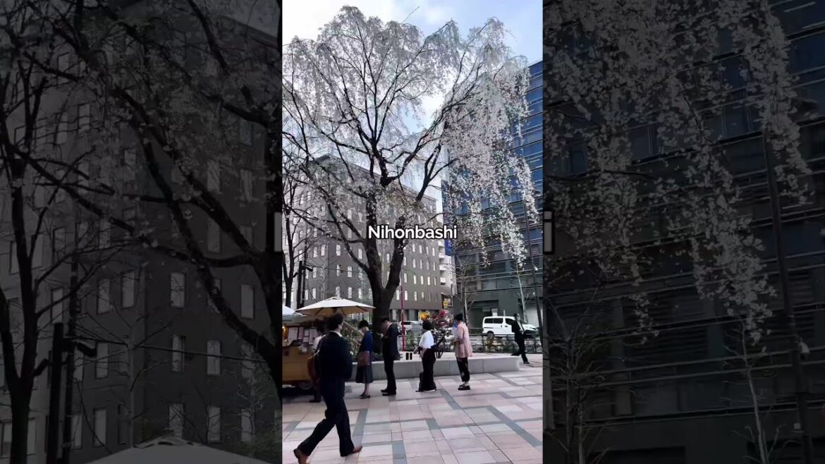 Top 3 Cherry Blossom Spots that you can visit Now in Tokyo | March 2025