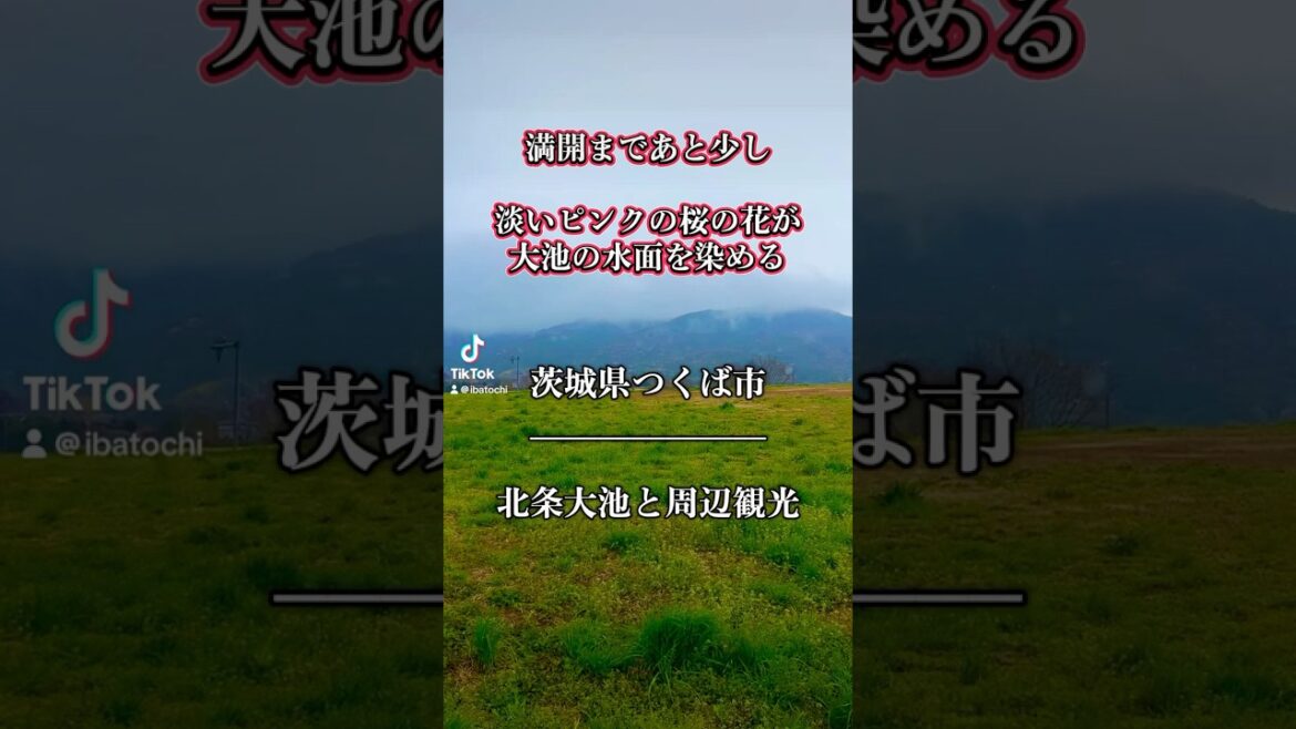 【北条大池と周辺観光　茨城県つくば市】#つくば市 #茨城県 #茨城観光 #茨城県つくば市#お花見スポット #桜