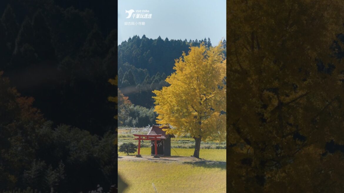 晩秋の見どころ丨千葉玩透透 Visit Chiba