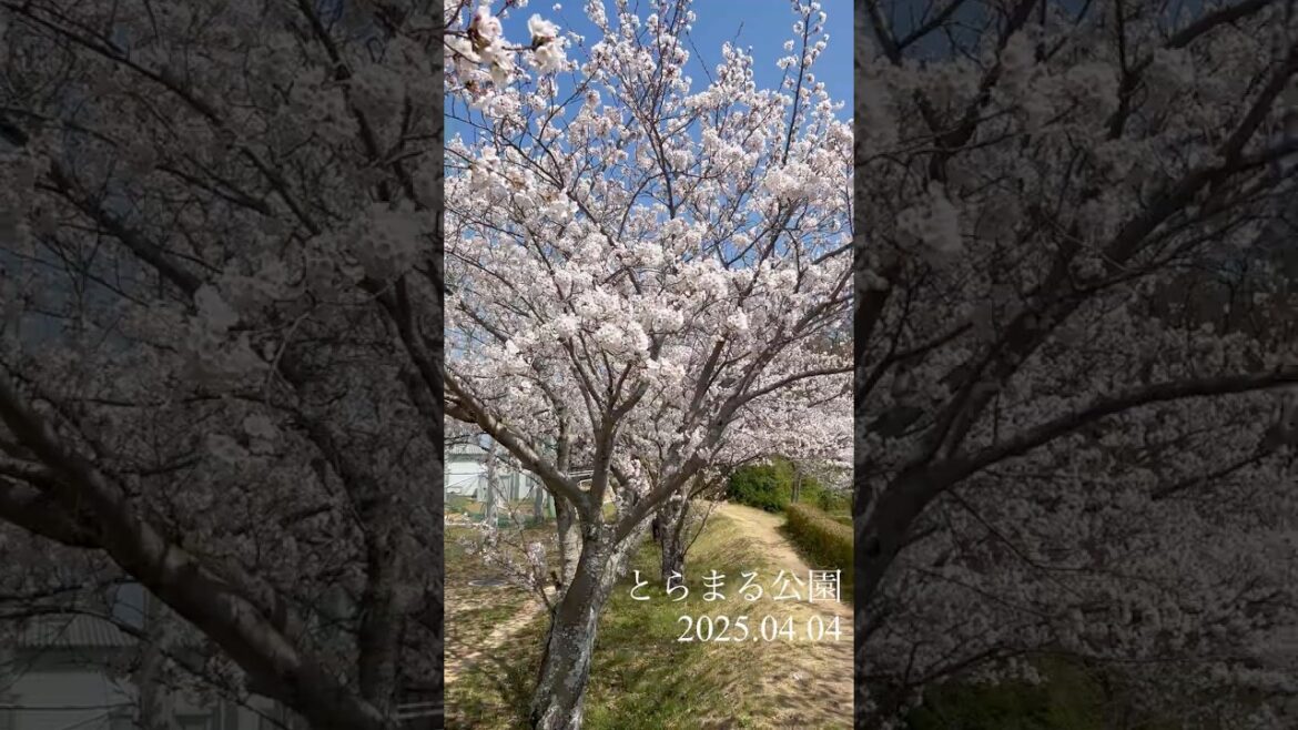 桜の開花状況🌸2025.4.4時点【香川県東かがわ市】 桜の開花状況🌸2025.4.4時点【香川県東かがわ市】