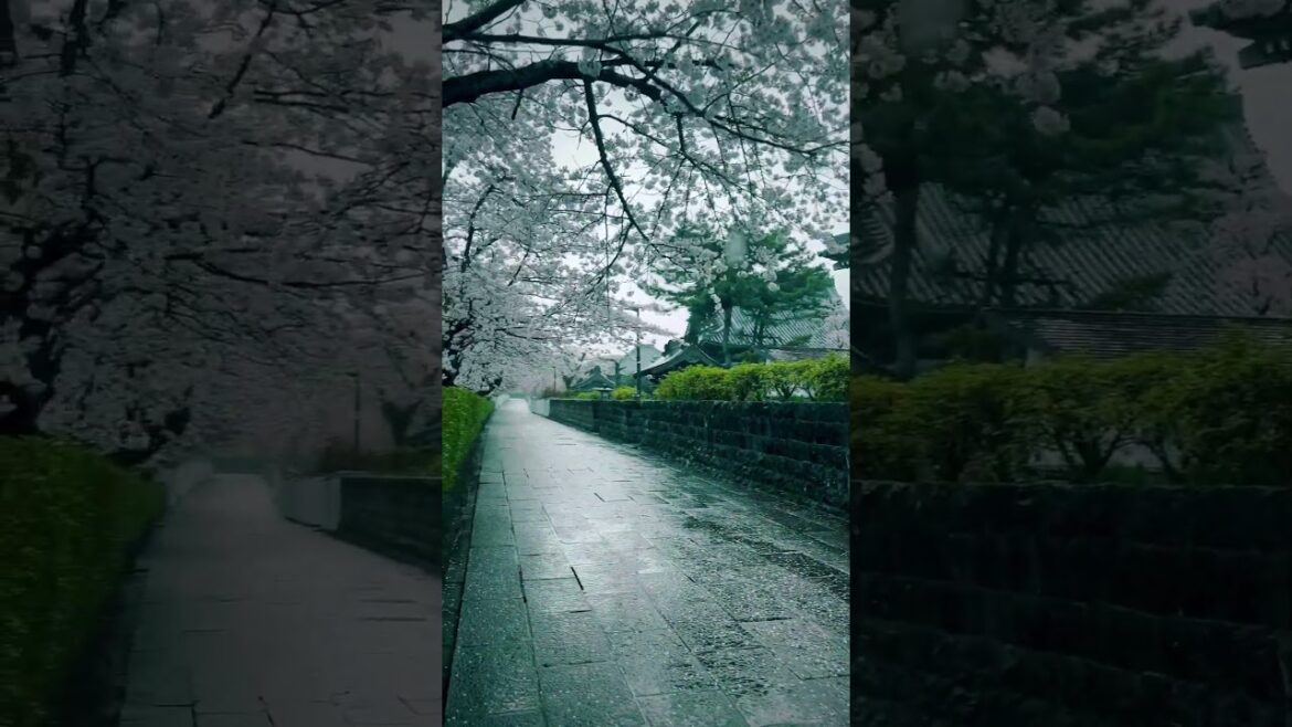 Taisei-ji / 大石寺 #travel #旅行 #visitjapan #観光 #japan #japantravel #sakura #shizuoka #さくら #静岡 #桜 #大石寺