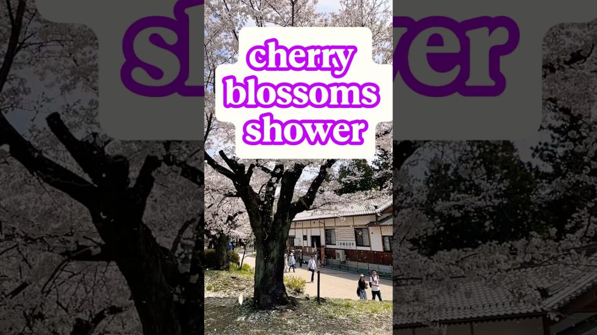 Epic cherry blossom shower #japantravel #cherryblossom #nagano