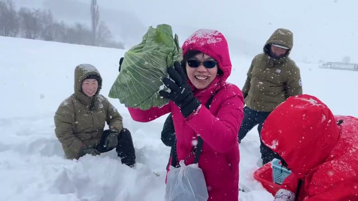 Cabbage tour Jan 15, '25 - Digging up wintering 'Cabbage' under natural snowfalls - Snow experience!