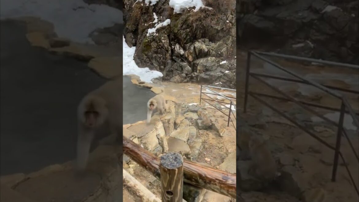 Snow monkeys in Nagano Japan. #japan #snowmonkey #snow #nagano