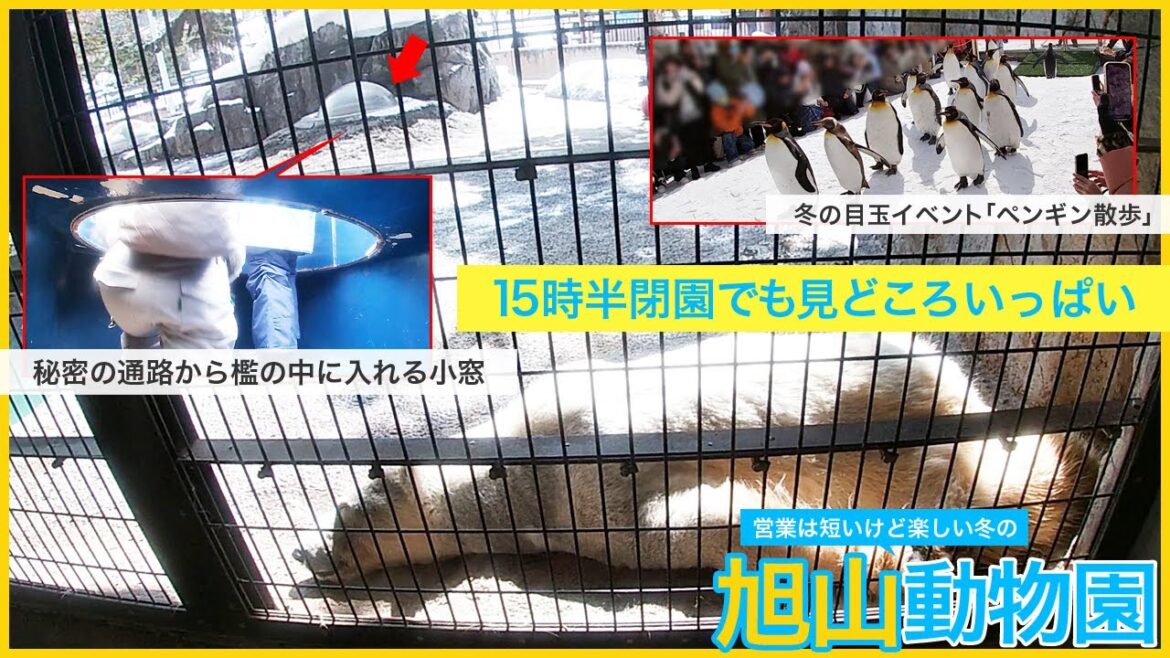 中学生以下は無料！5時間しか営業していない冬の旭山動物園。目玉イベントの「ペンギン散歩」やホッキョクグマの檻の中に入り込める小窓など営業時間は短くても見どころいっぱい！おススメ、入園料、北海道旅行