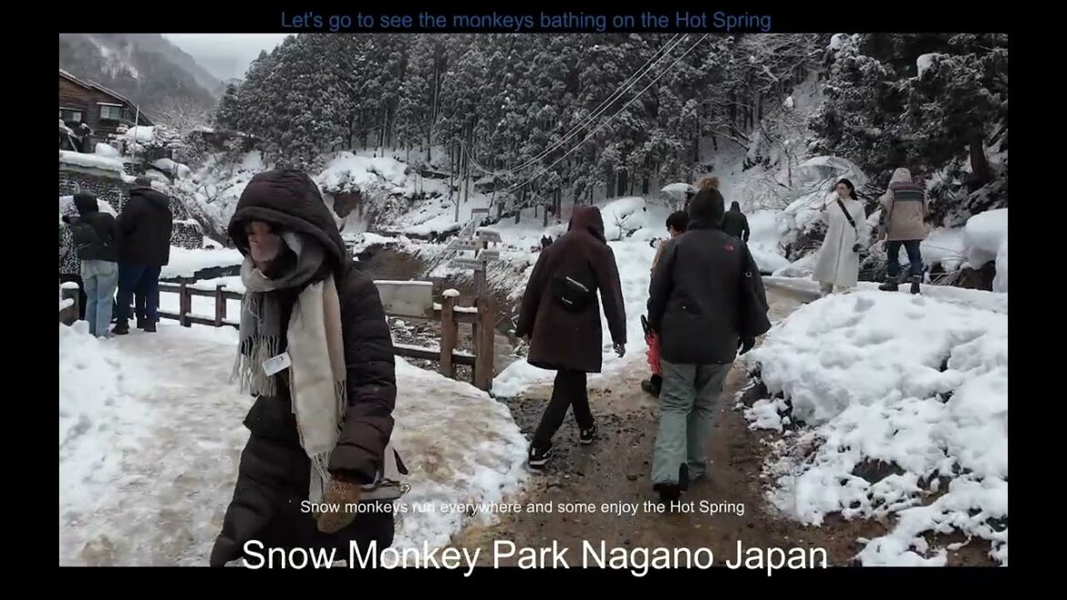 Snow Monkey Park Japan 2025 (4K)