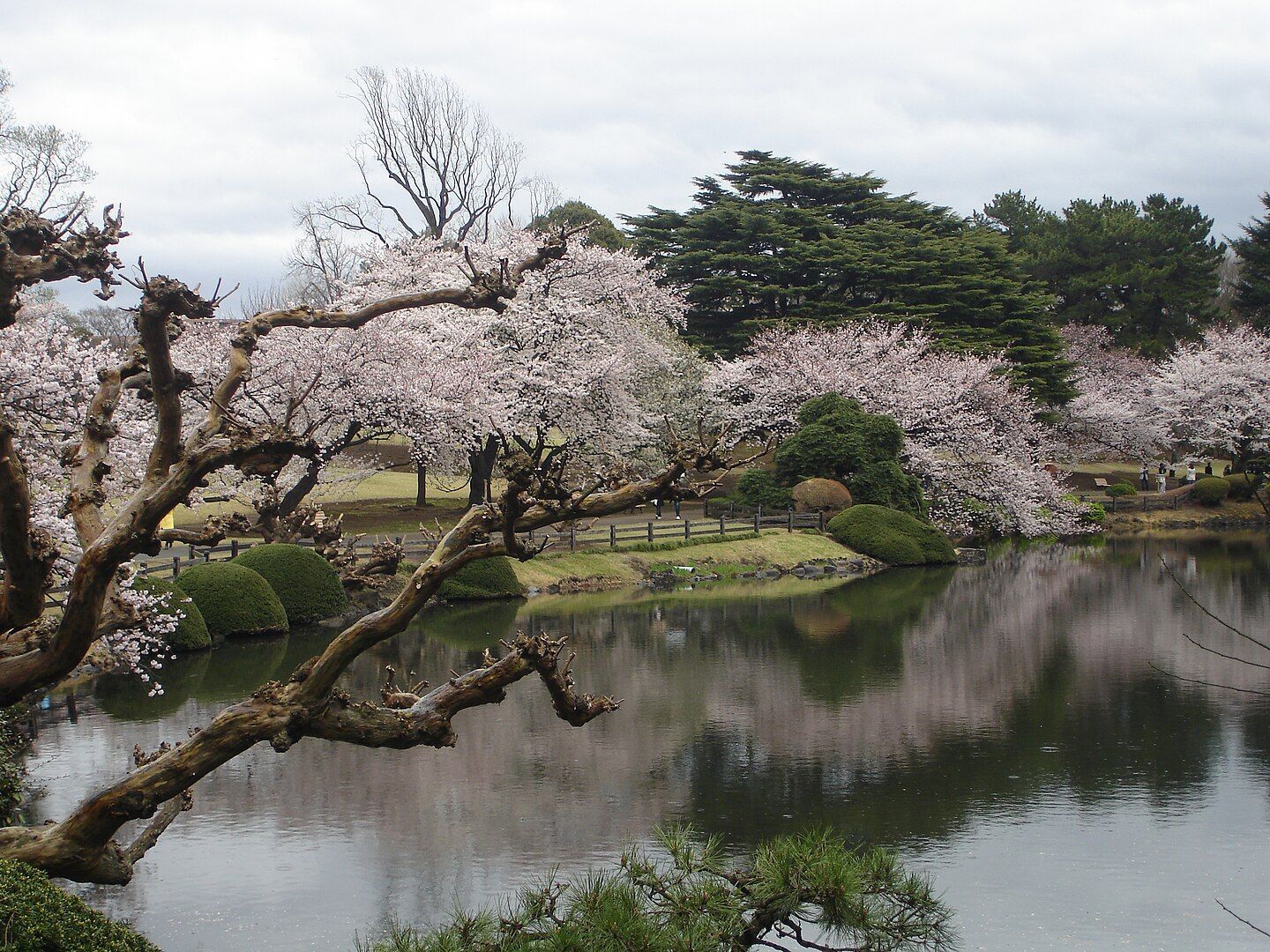 Cherry blossom in Tokyo
