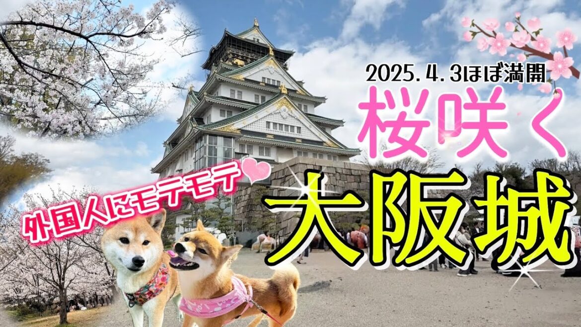 柴犬モテモテ!桜咲く大阪城【キャンピングカーで柴犬たちと行く】 柴犬モテモテ!桜咲く大阪城【キャンピングカーで柴犬たちと行く】