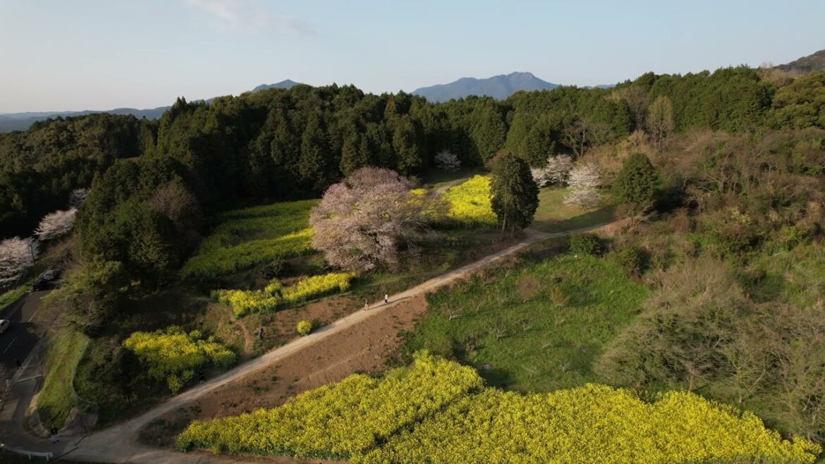 Baba no Sakura, Takeo – Kyushu at your Doorstep- Baba no Sakura, Takeo - Kyushu at your Doorstep-