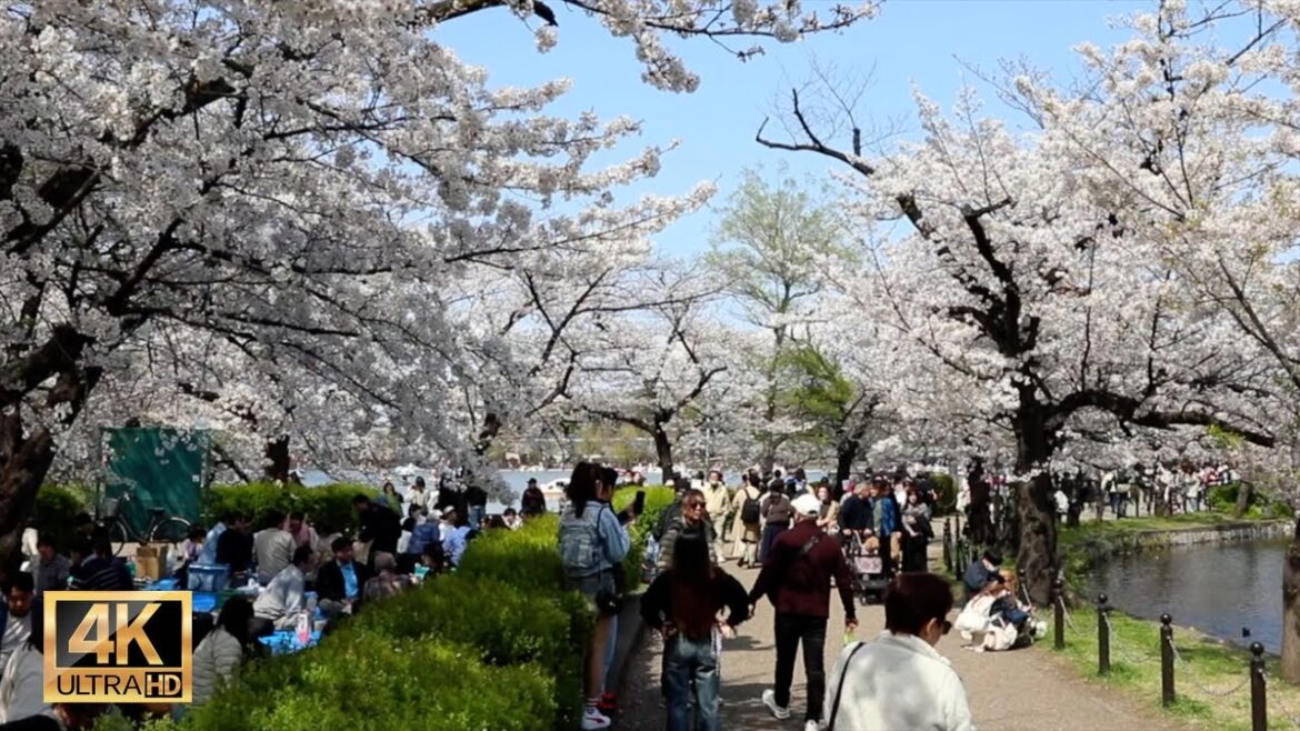 Tokyo cherry blossoms in Ueno park 【上野公園】| #explorejapan #japan #4k Tokyo cherry blossoms in Ueno park 【上野公園】| #explorejapan #japan #4k