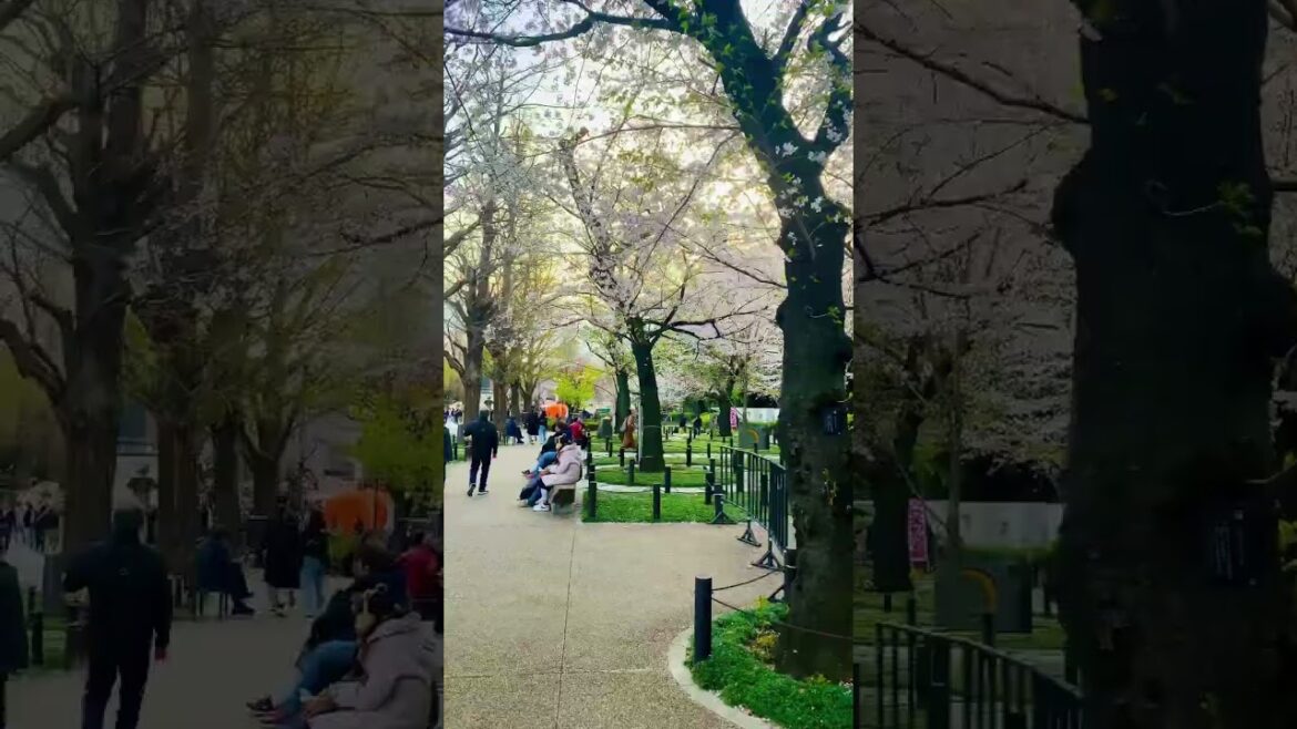 #tokyo #travel #japan #japanese #ytshorts #shorts #sakura #cherryblossomchannel #shortsfeed #nature