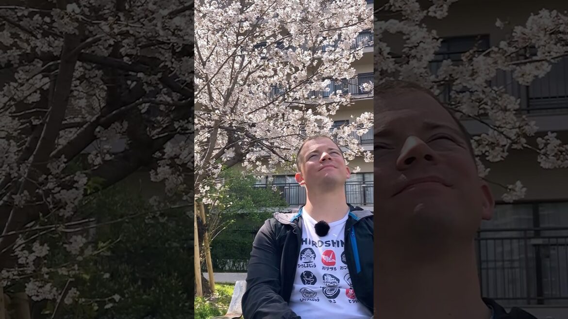 This Is Hiroshima’s Cherry Blossoms! This Is Hiroshima’s Cherry Blossoms!