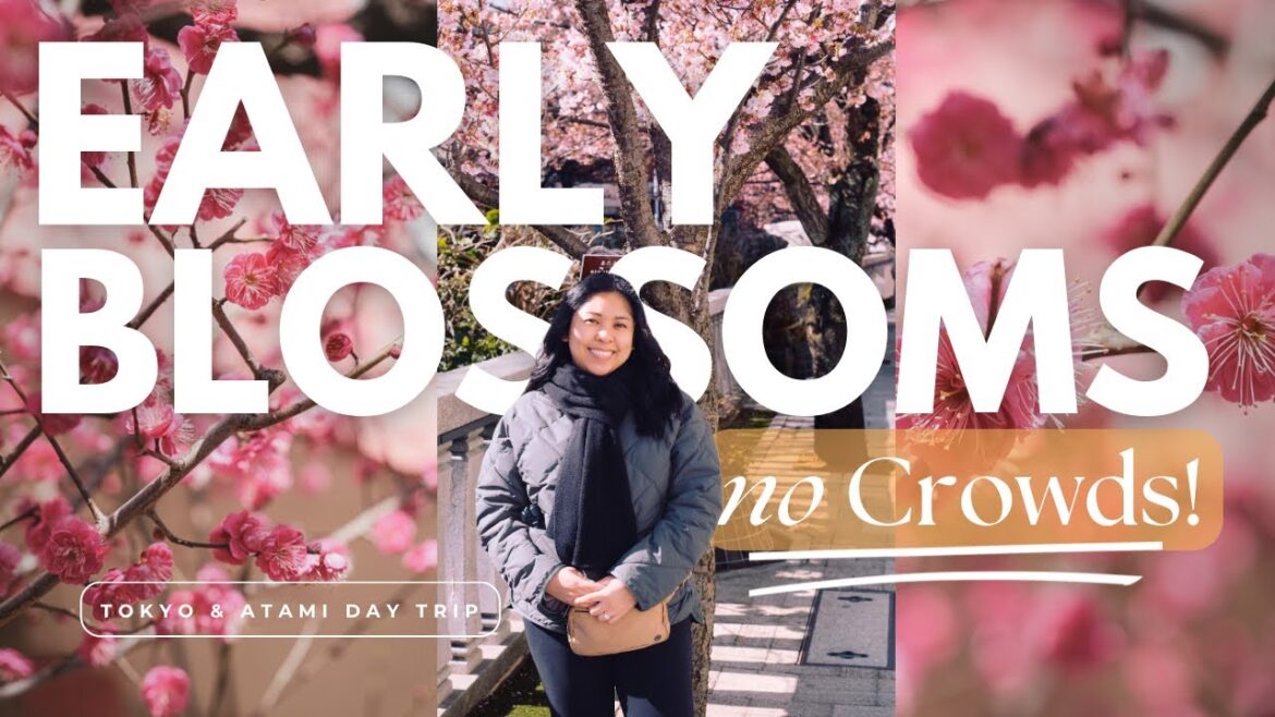 Where to See Early Cherry Blossoms in Japan | Izu Peninsula Day Trip & Tokyo Vlog Where to See Early Cherry Blossoms in Japan | Izu Peninsula Day Trip & Tokyo Vlog