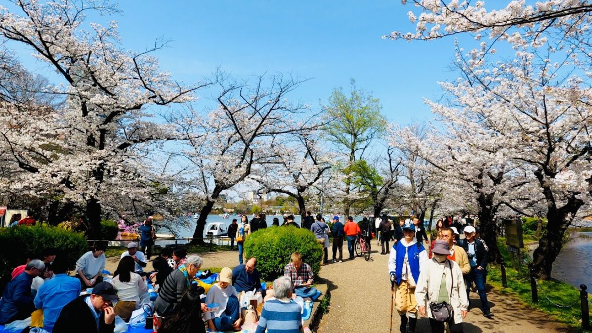 Cherry blossoms festival in Ueno park Tokyo Japan | Japan Walk Cherry blossoms festival in Ueno park Tokyo Japan | Japan Walk