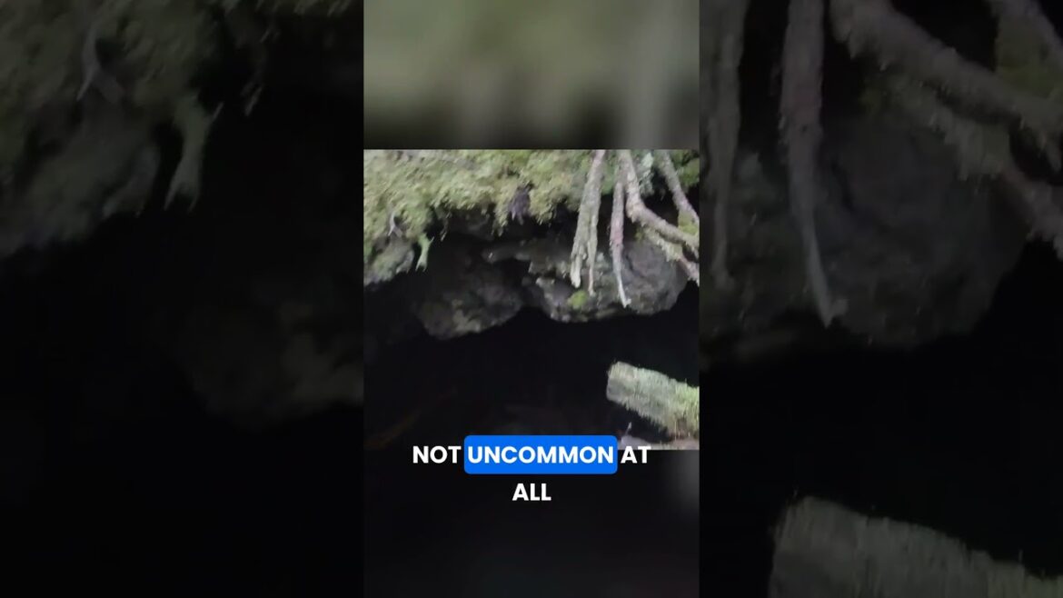 mount fuji's dark secret the sea of trees!