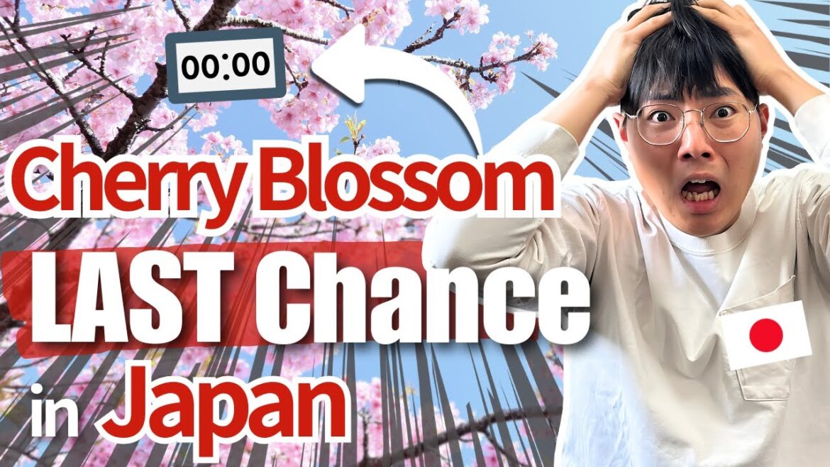 Top 7 Must-Visit Sakura Spots in Tokyo - Before They're Gone!!