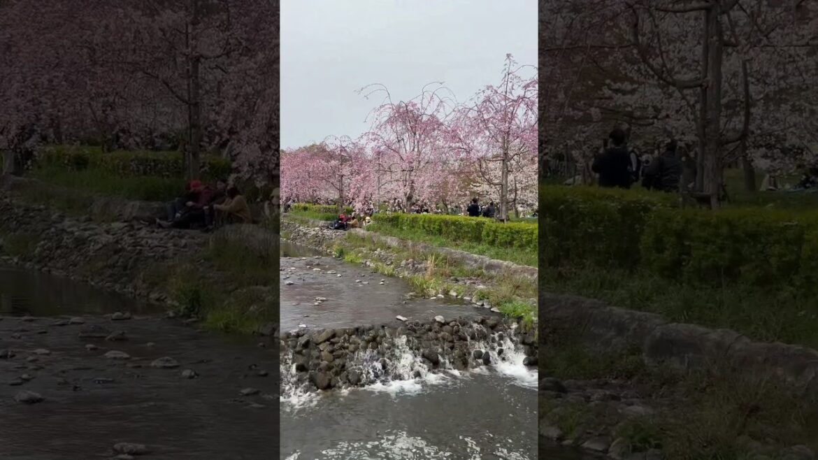 【OSAKA】Must-See Spring Cherry Blossom Spot – Expo Commemorative Park 【OSAKA】Must-See Spring Cherry Blossom Spot - Expo Commemorative Park