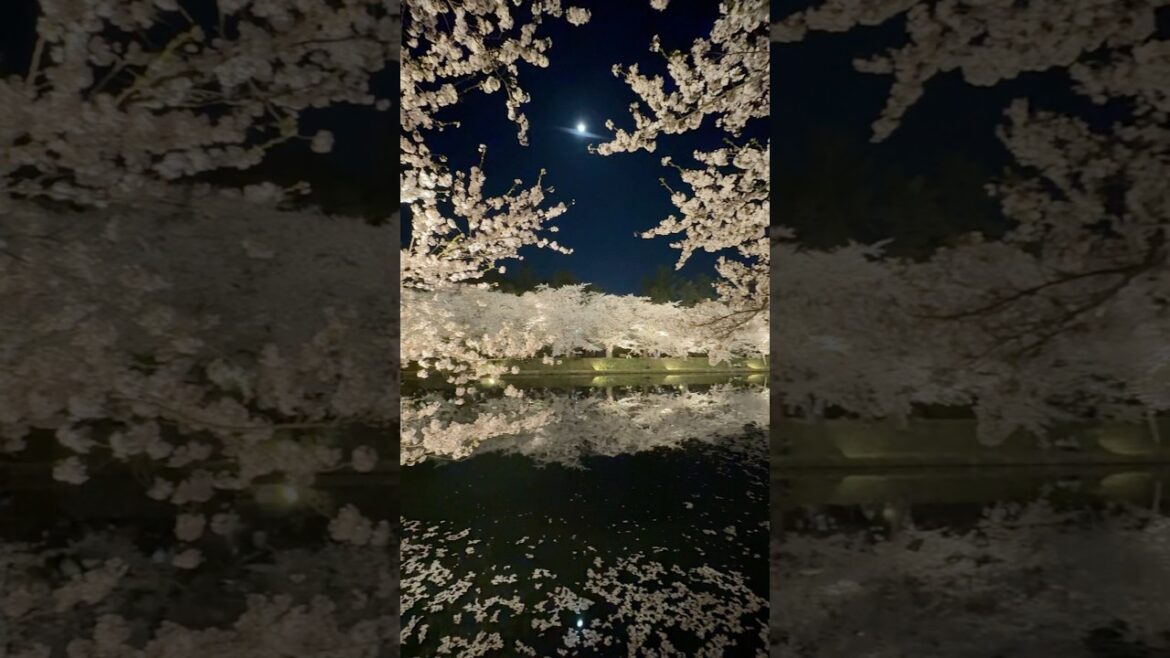 青森 弘前さくらまつりで大感動した1日🥹🌸✨　絶対またいく！ #桜 #青森県 Japan Aomori Hirosaki Cherry Blossoms