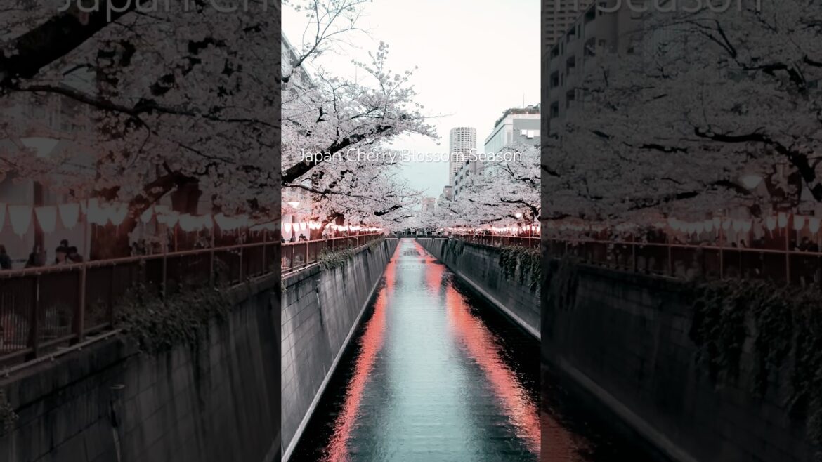 Beautiful Japanese scenery cherry blossom festival #travel #meguroriver #sakura #blossom